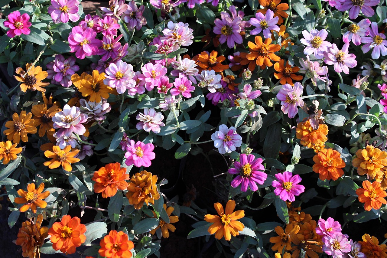 最新彩叶树种,为自然注入新色彩与活力